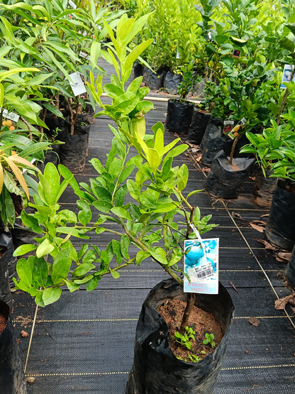 Pakistan Lemon Fruit Plant