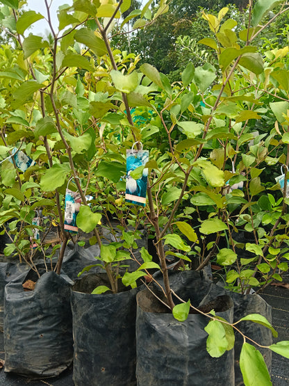 Red Apple Ber Fruit Plant