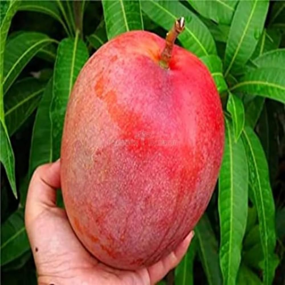 R2E2 Mango Grafted Fruit Plant