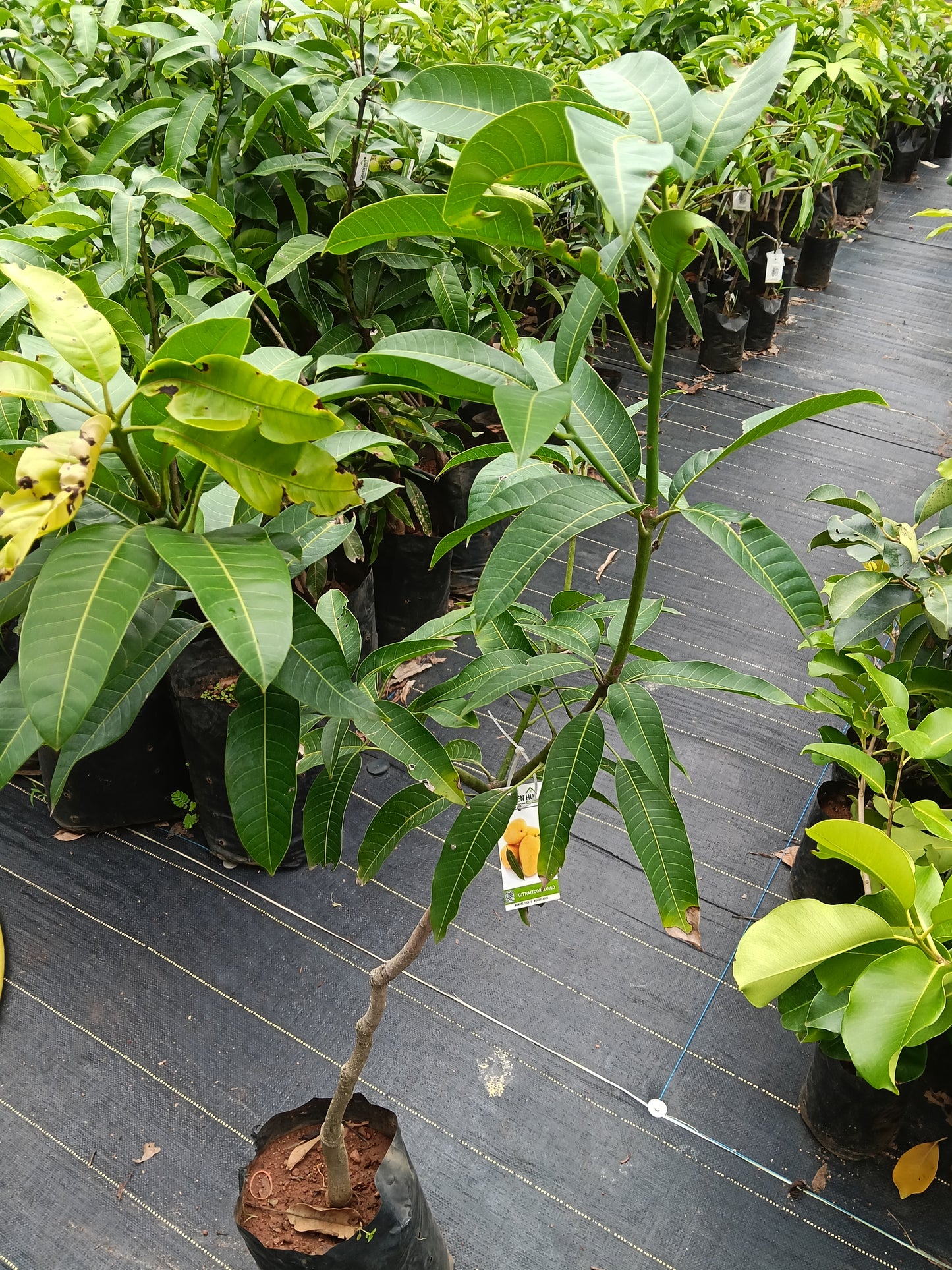 Kuttiyatoor Mango Grafted Fruit Plant