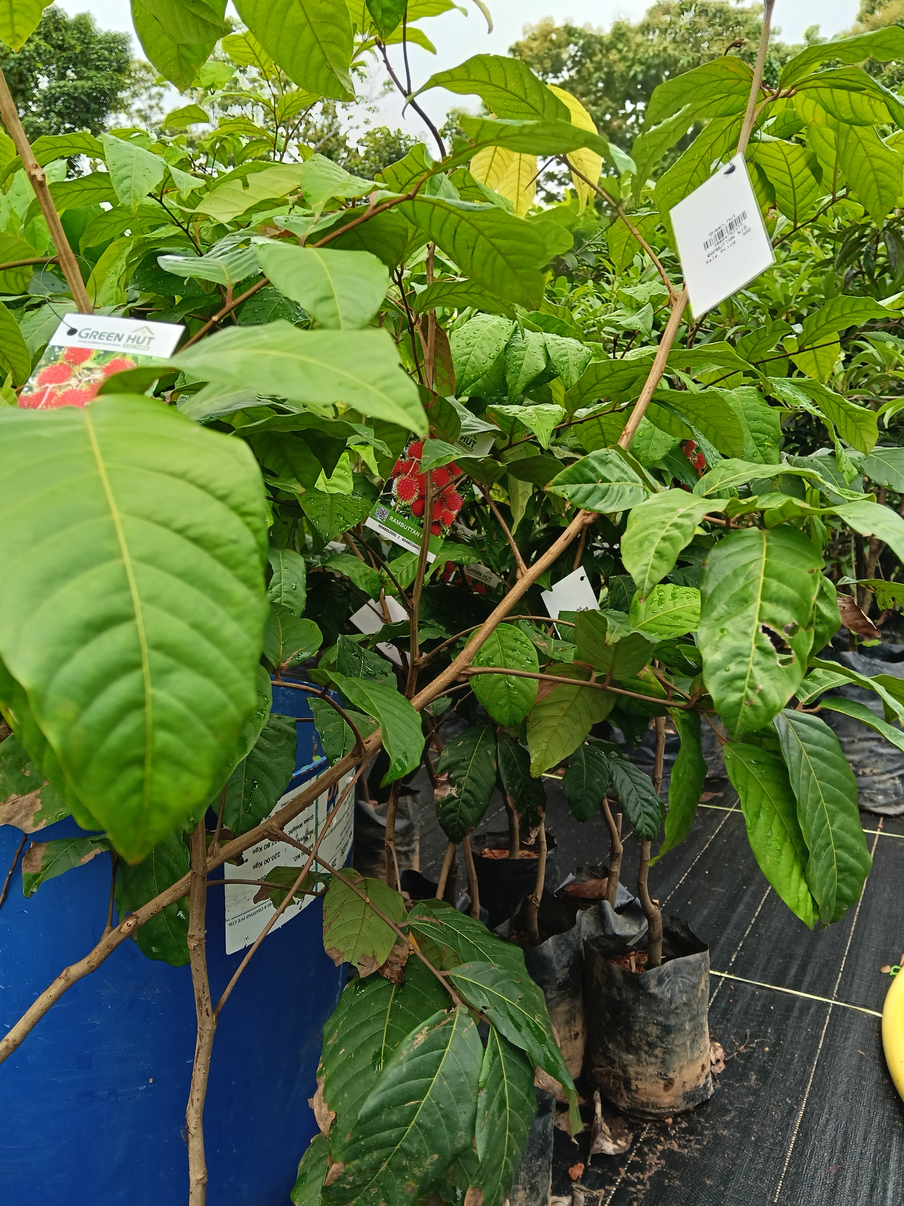 Rambutan N18