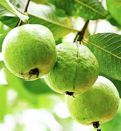 Arkakiran Guava Fruit Plant
