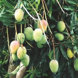 Kolomb Mango Grafted Fruit Plant