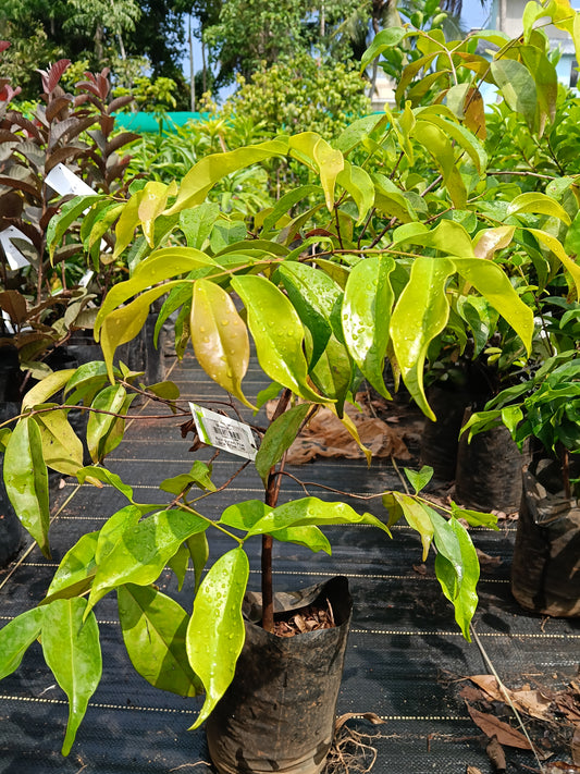 Rain Forest Plum Fruit Plant