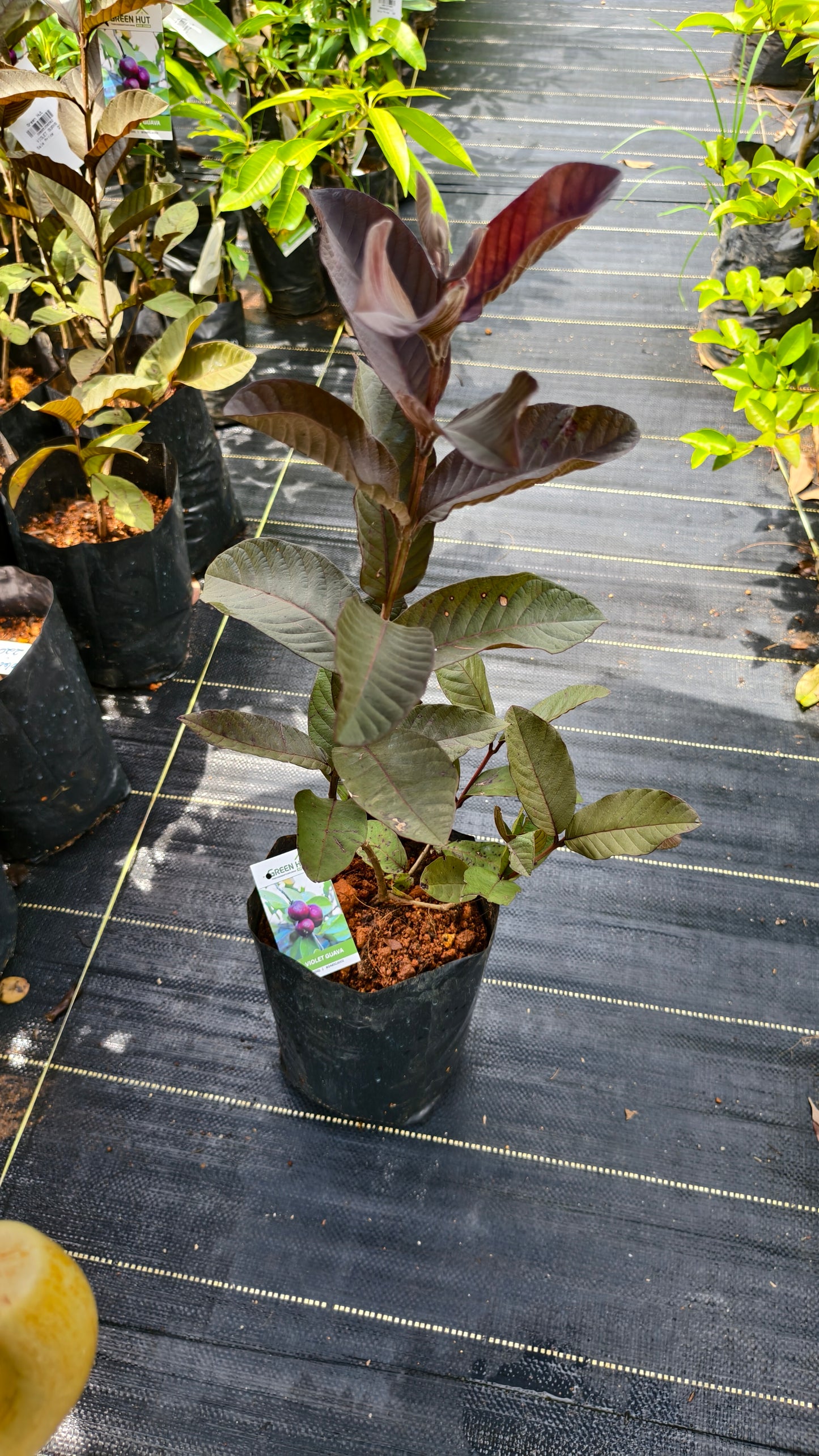 Violet Guava Fruit Plant