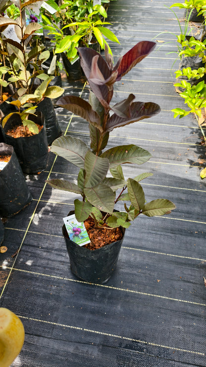Violet Guava Fruit Plant