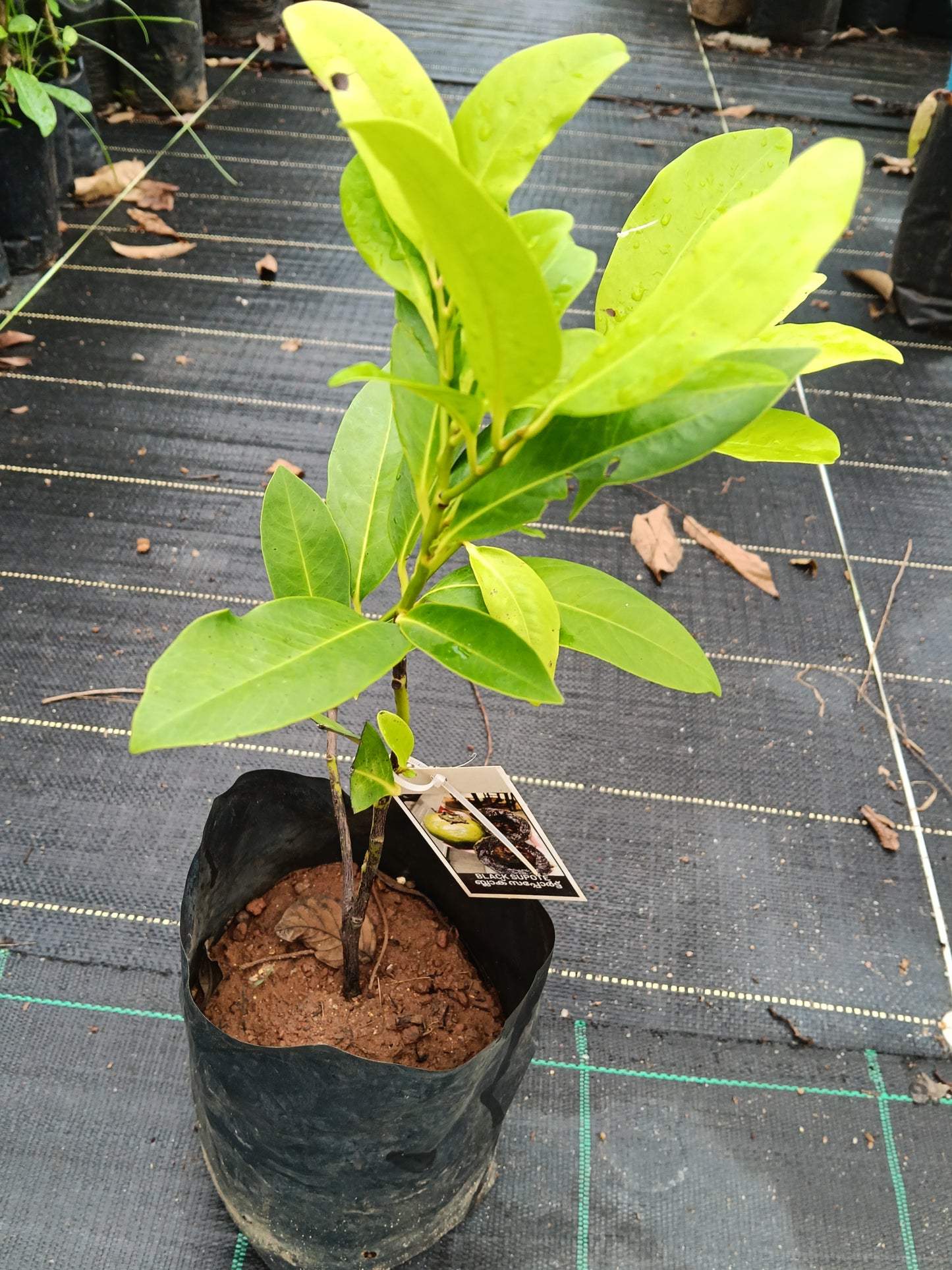 Black Sapote Fruit Plant
