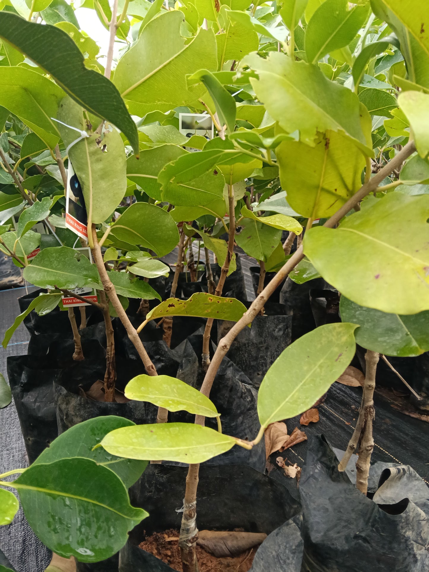 Thai King Jamun Jamun Fruit Plant