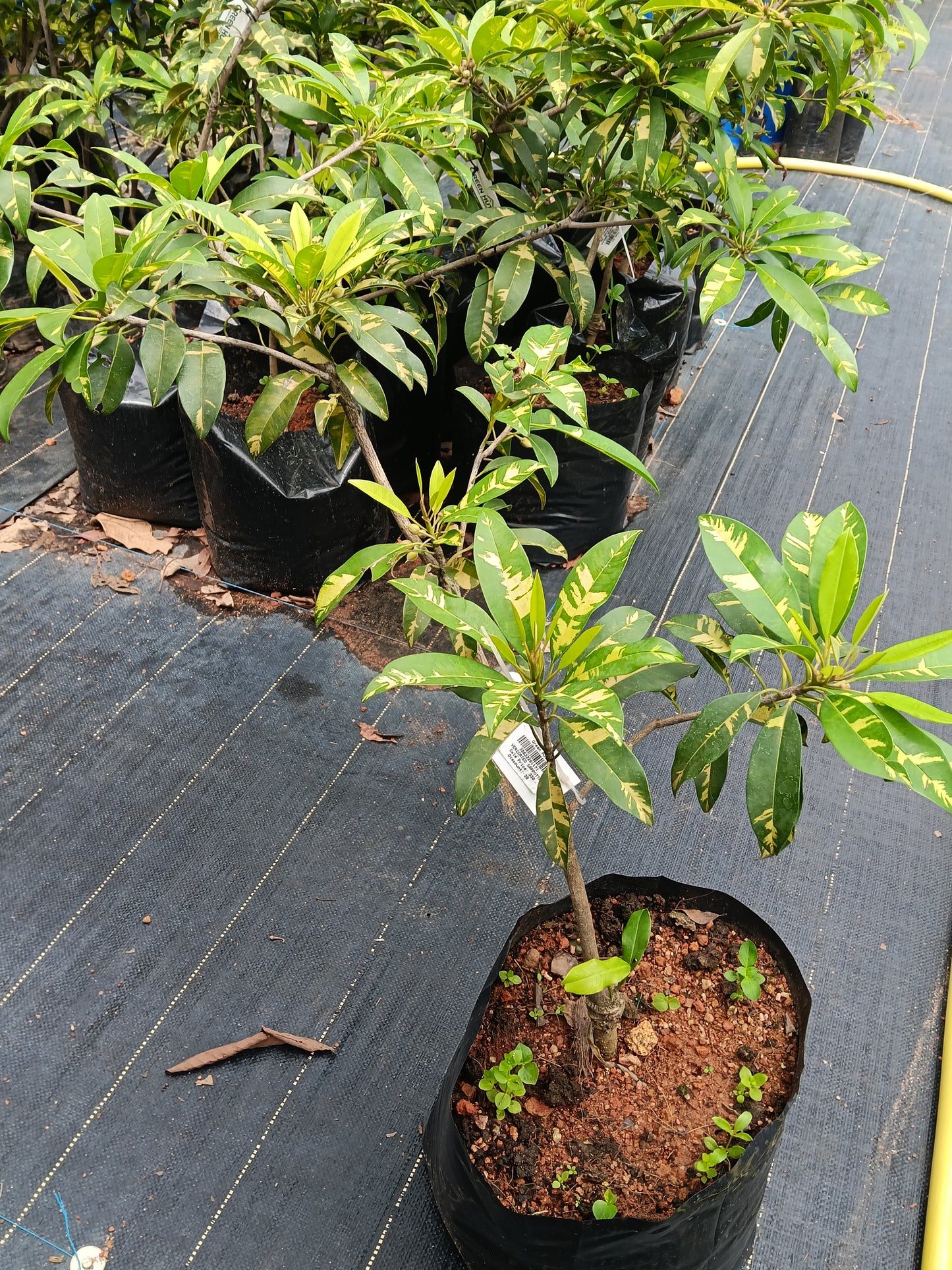Variegated Sapote Fruit Plant