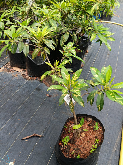 Variegated Sapote Fruit Plant
