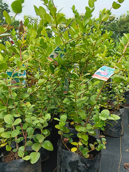Sweet Karonda Cherry Fruit Plant