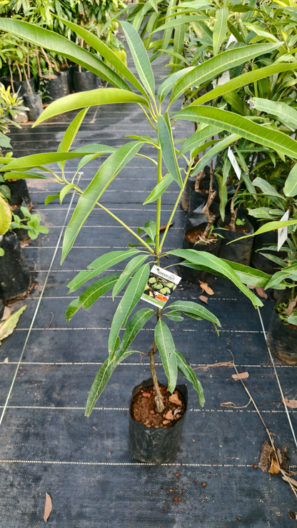 Kalapadi Mango Grafted Fruit Plant