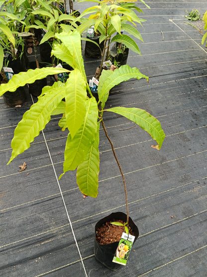 Abiu Fruit Plant