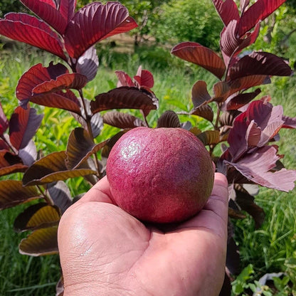 Black Diamond Guava Fruit Plant