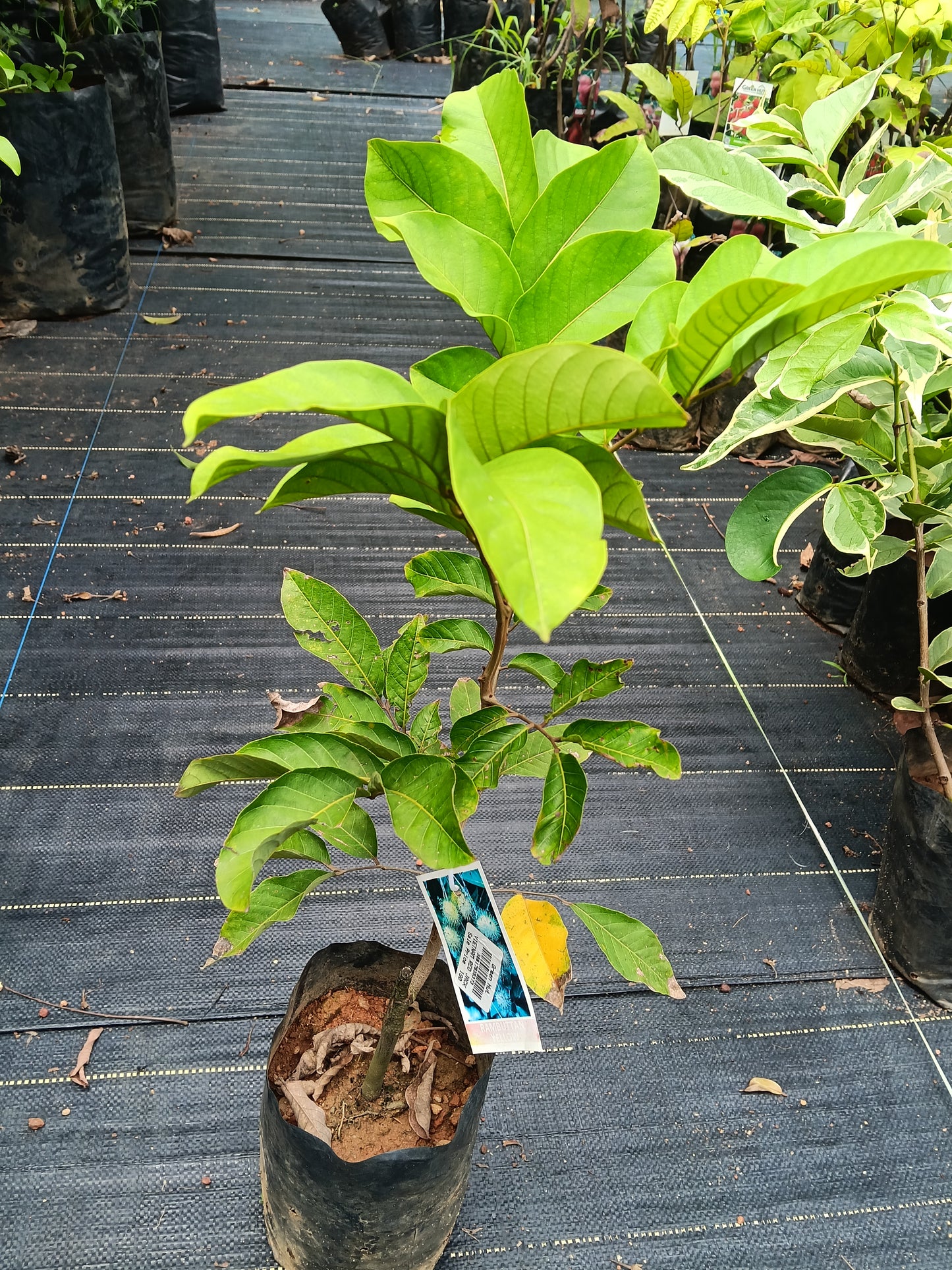 Yellow Rambutan Grafted Fruit Plant