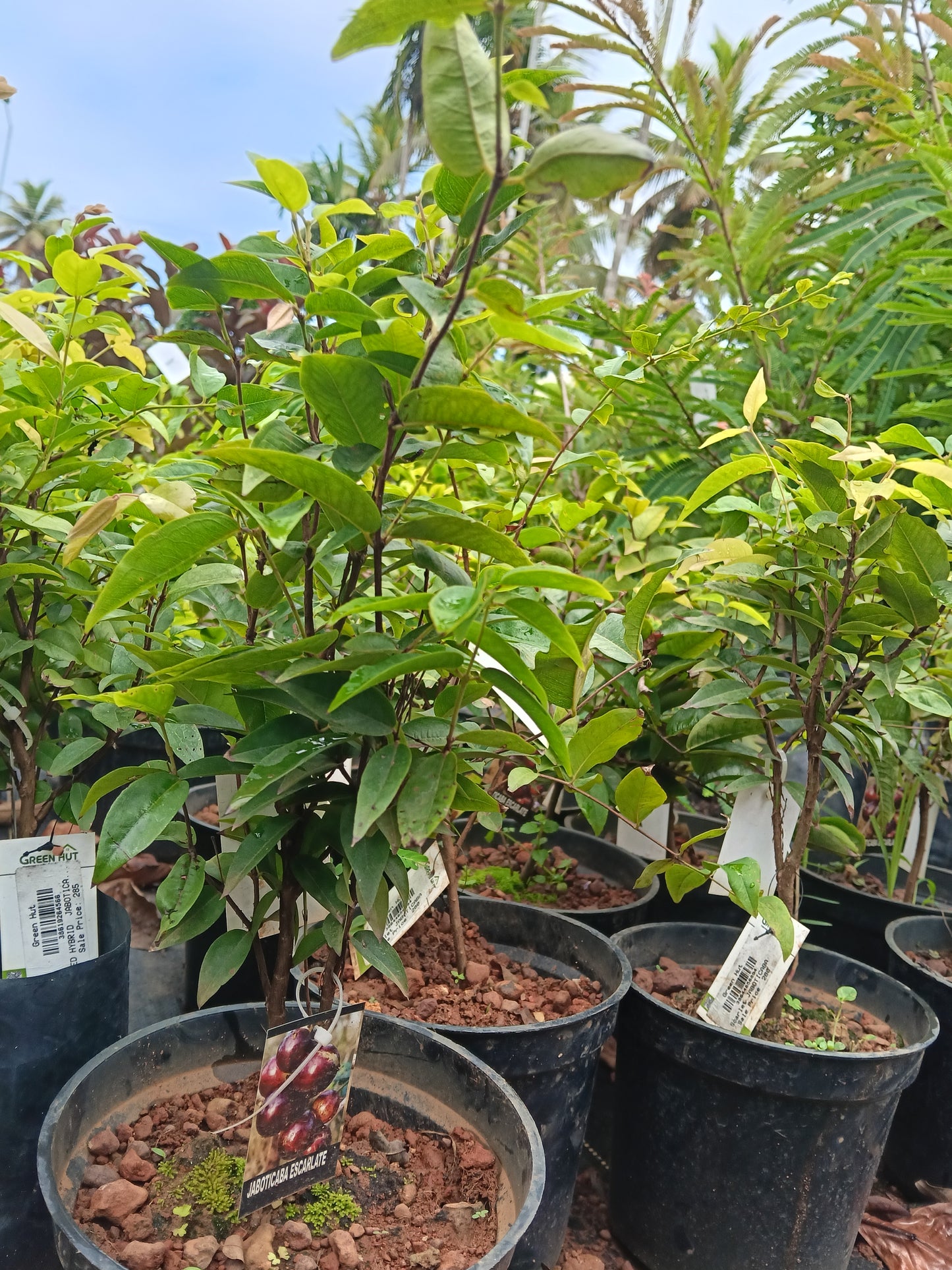 Escarlet Jaboticaba Fruit Plant
