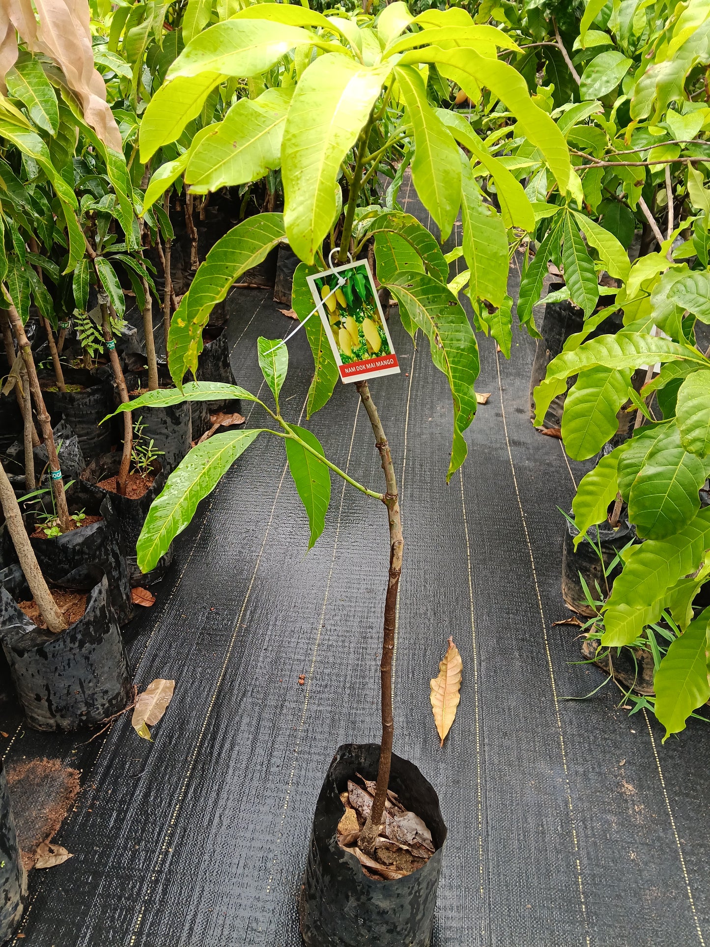 Nam Doc Mai Mango Grafted Fruit Plant
