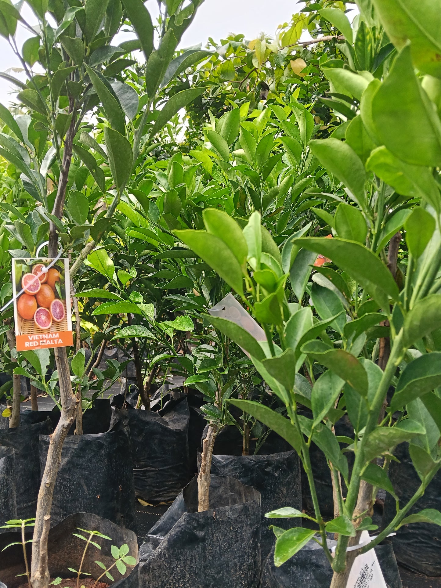 Vietnam Red Malta Fruit Plant