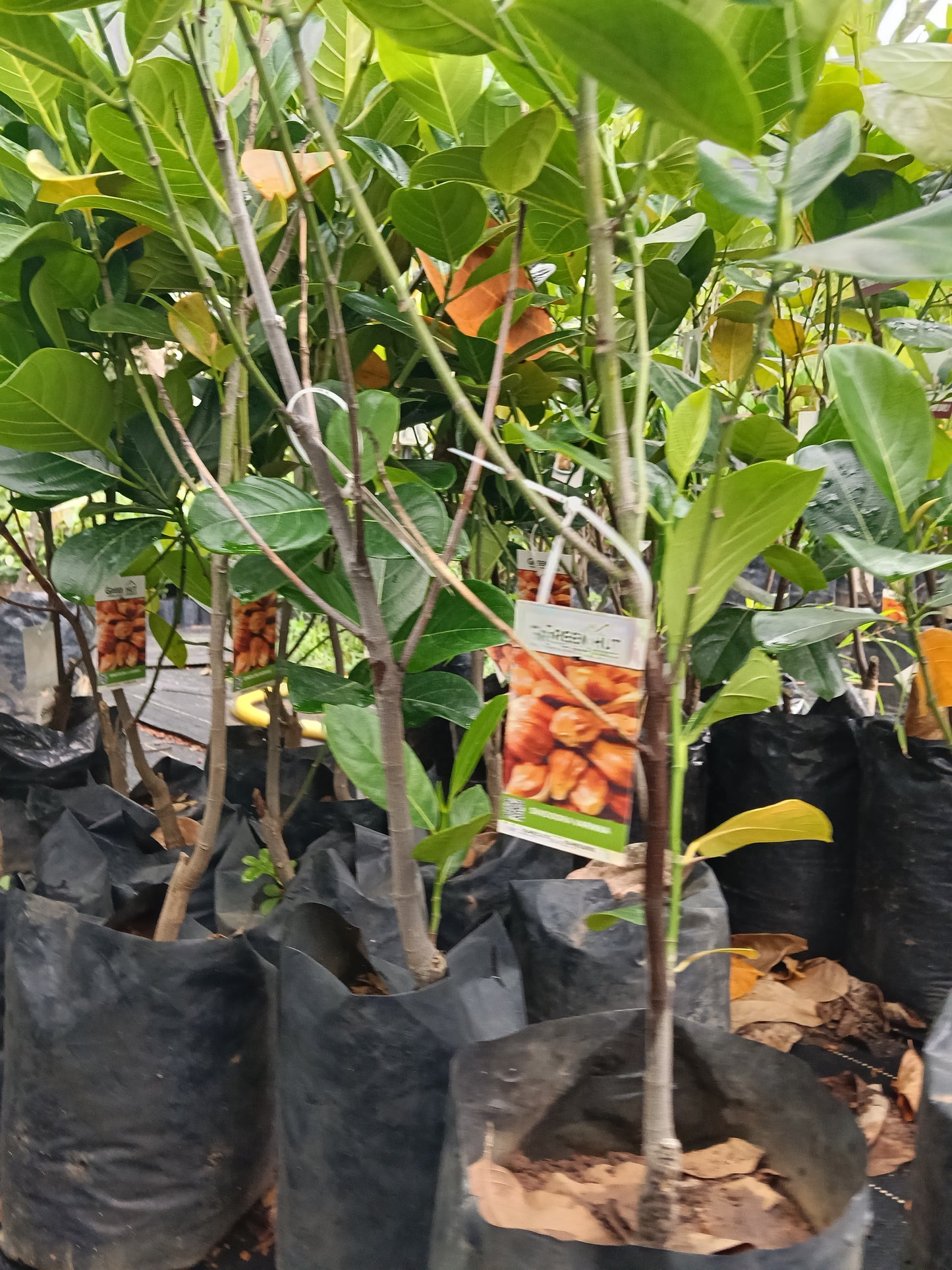 Sindhoora Varikka Jackfruit Grafted Fruit Plant