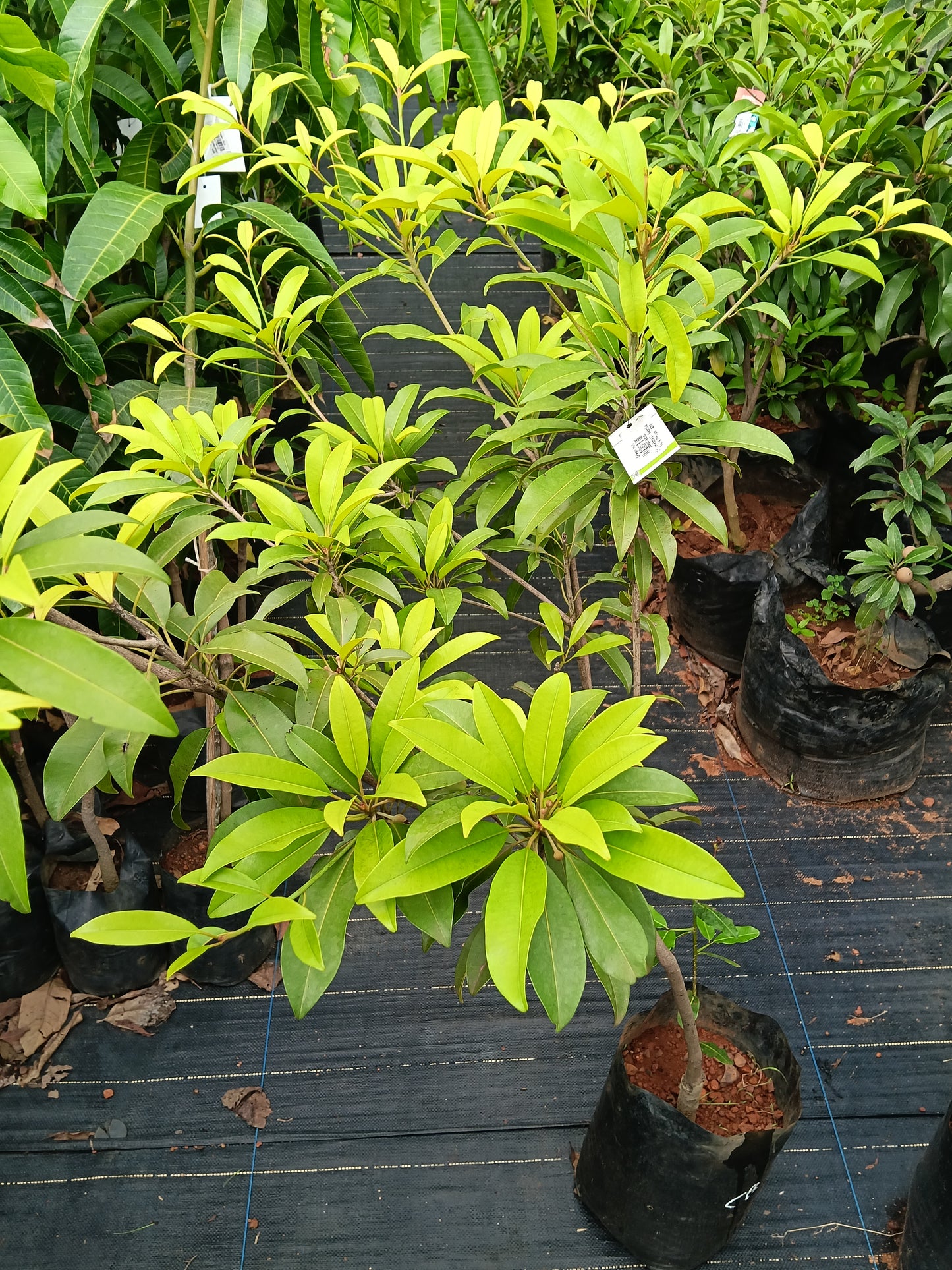 Cricket Ball Sapote Fruit Plant