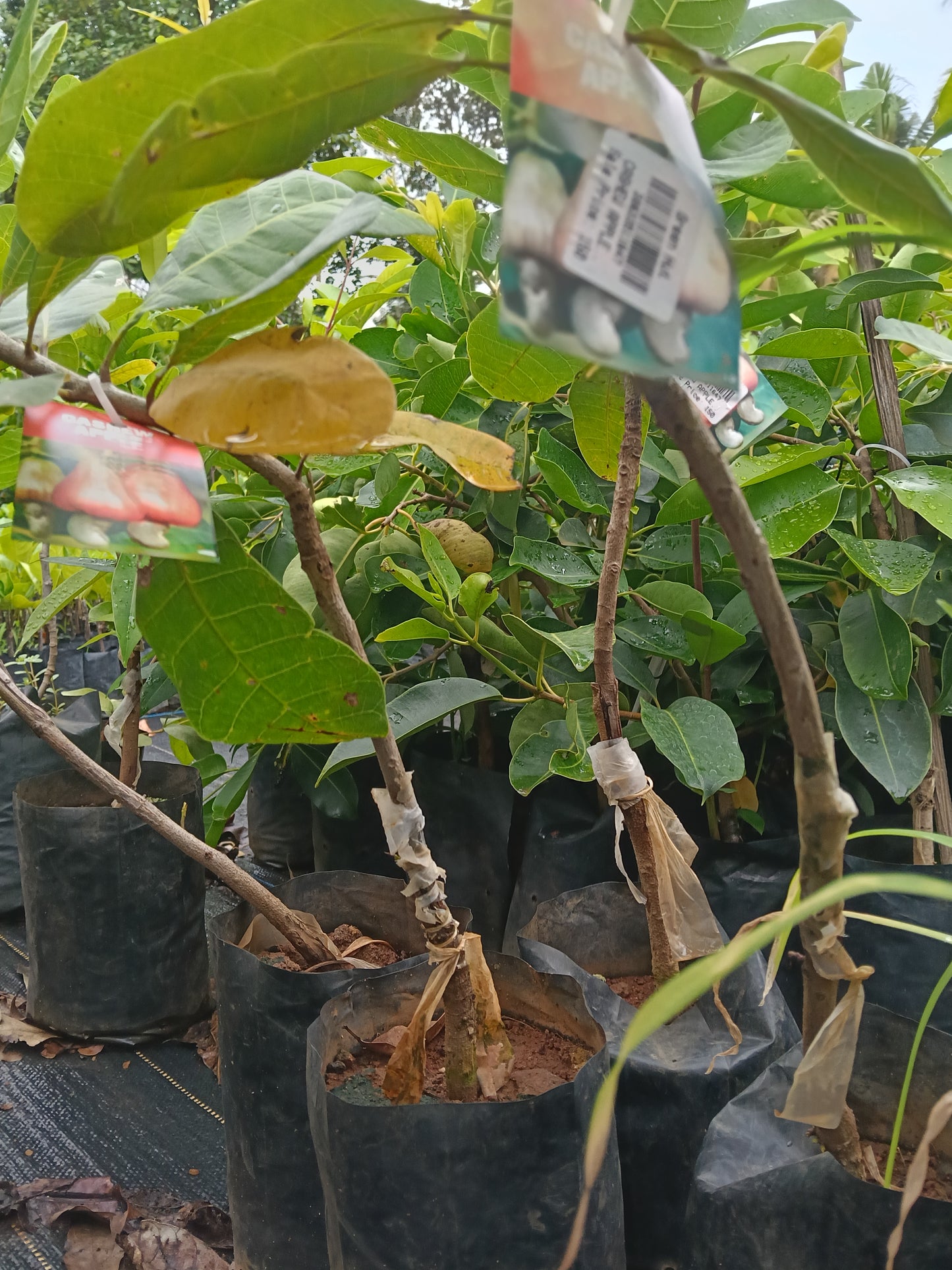 Cashew Apple Fruit Plant