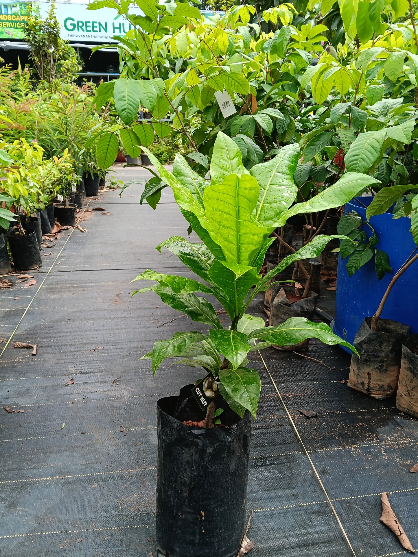 Cut Nut Fruit Plant