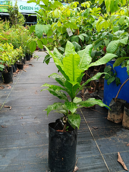 Cut Nut Fruit Plant