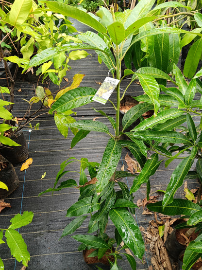 Yellow Banana Mango Grafted Fruit Plant