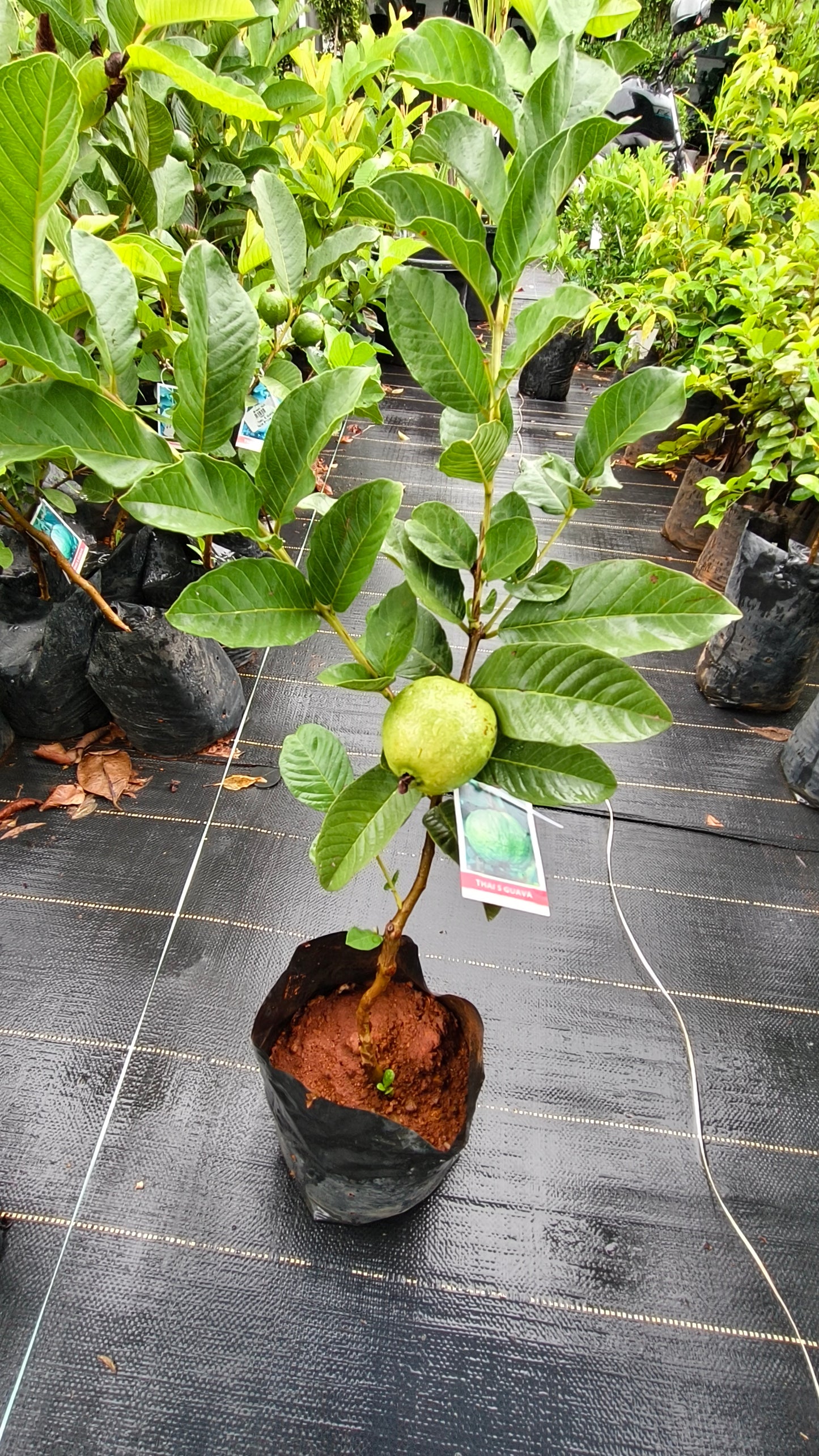 Thai 5 Guava Fruit Plant