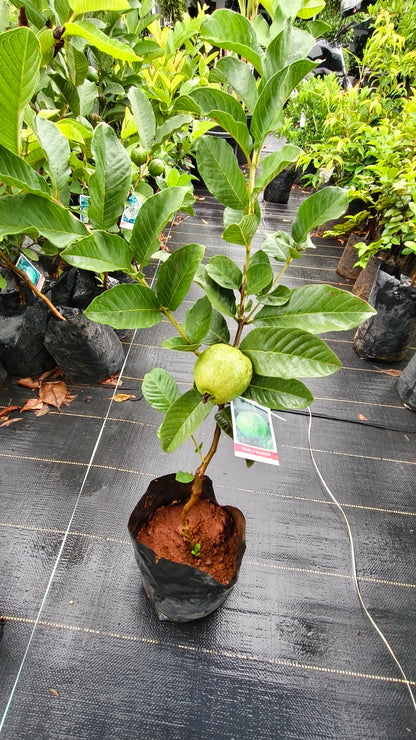 Thai 5 Guava Fruit Plant