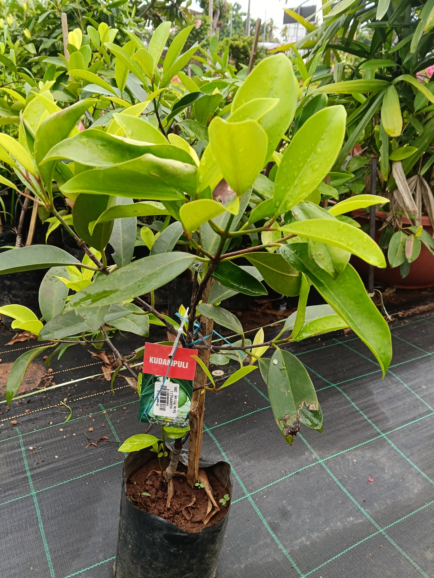 Kudambuli Fruit Plant