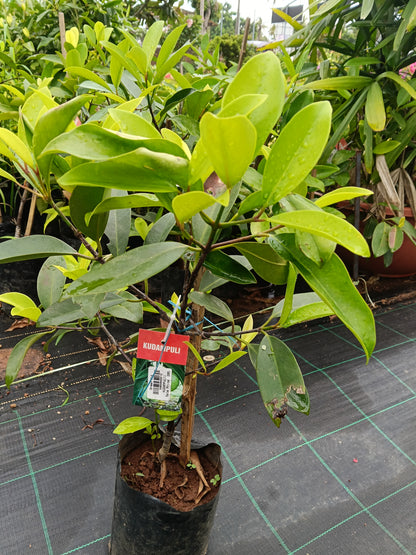 Kudambuli Fruit Plant
