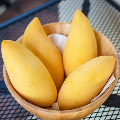 Mallika Mango Grafted Fruit Plant