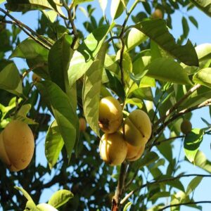 Chandrakaran Mango Grafted Fruit Plant