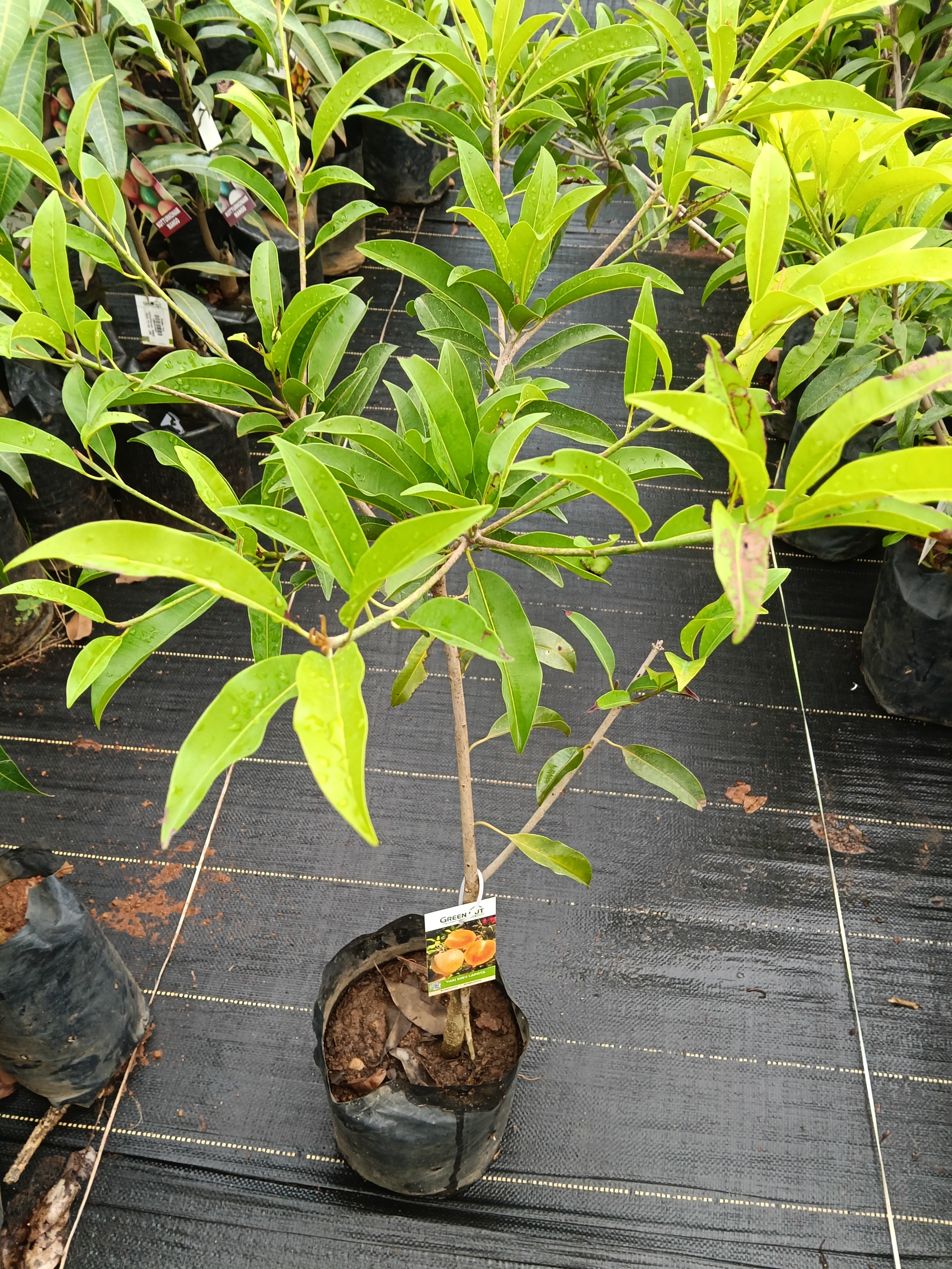Thai King Sapote