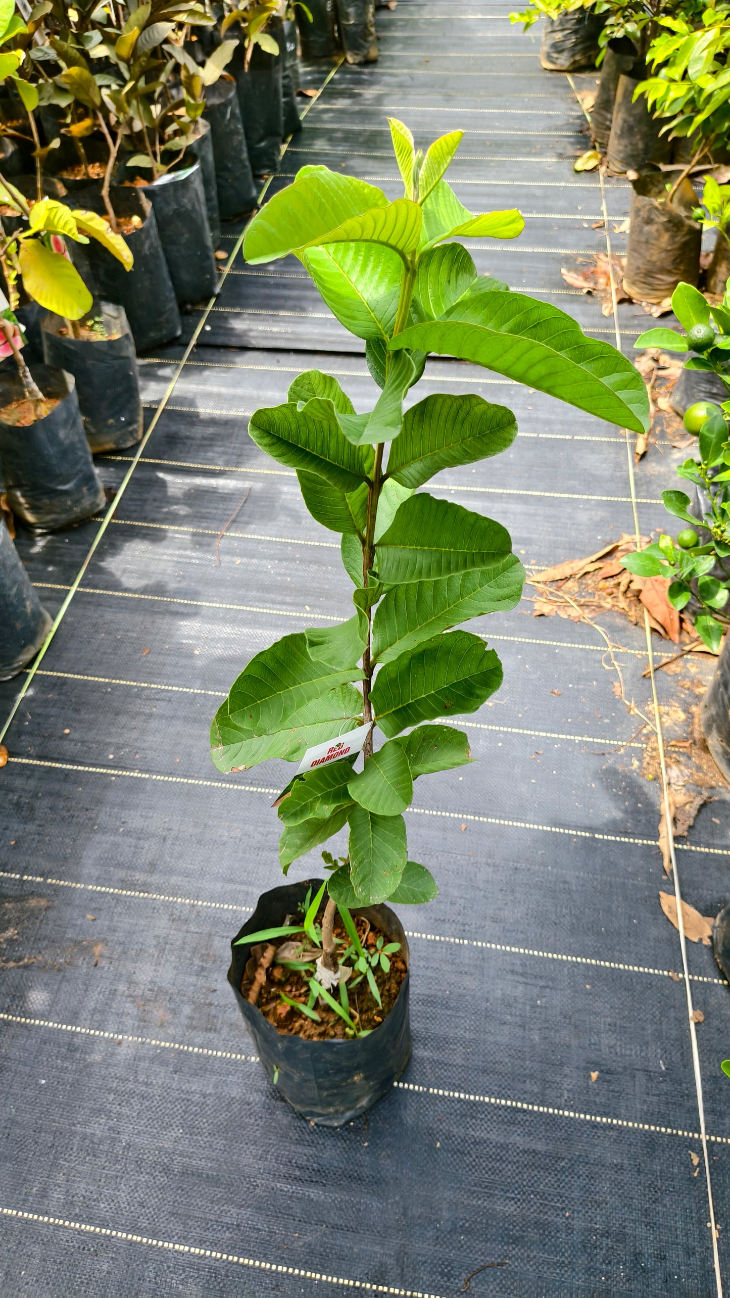 Red Diamond Guava Fruit Plant