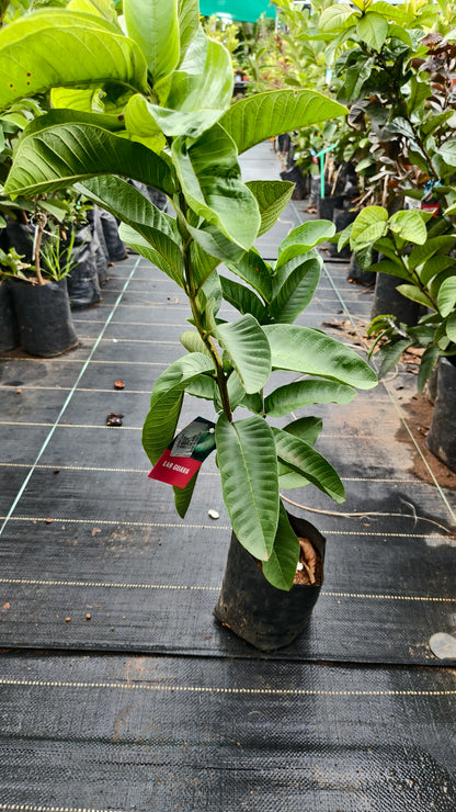 L 49 Guava Fruit Plant
