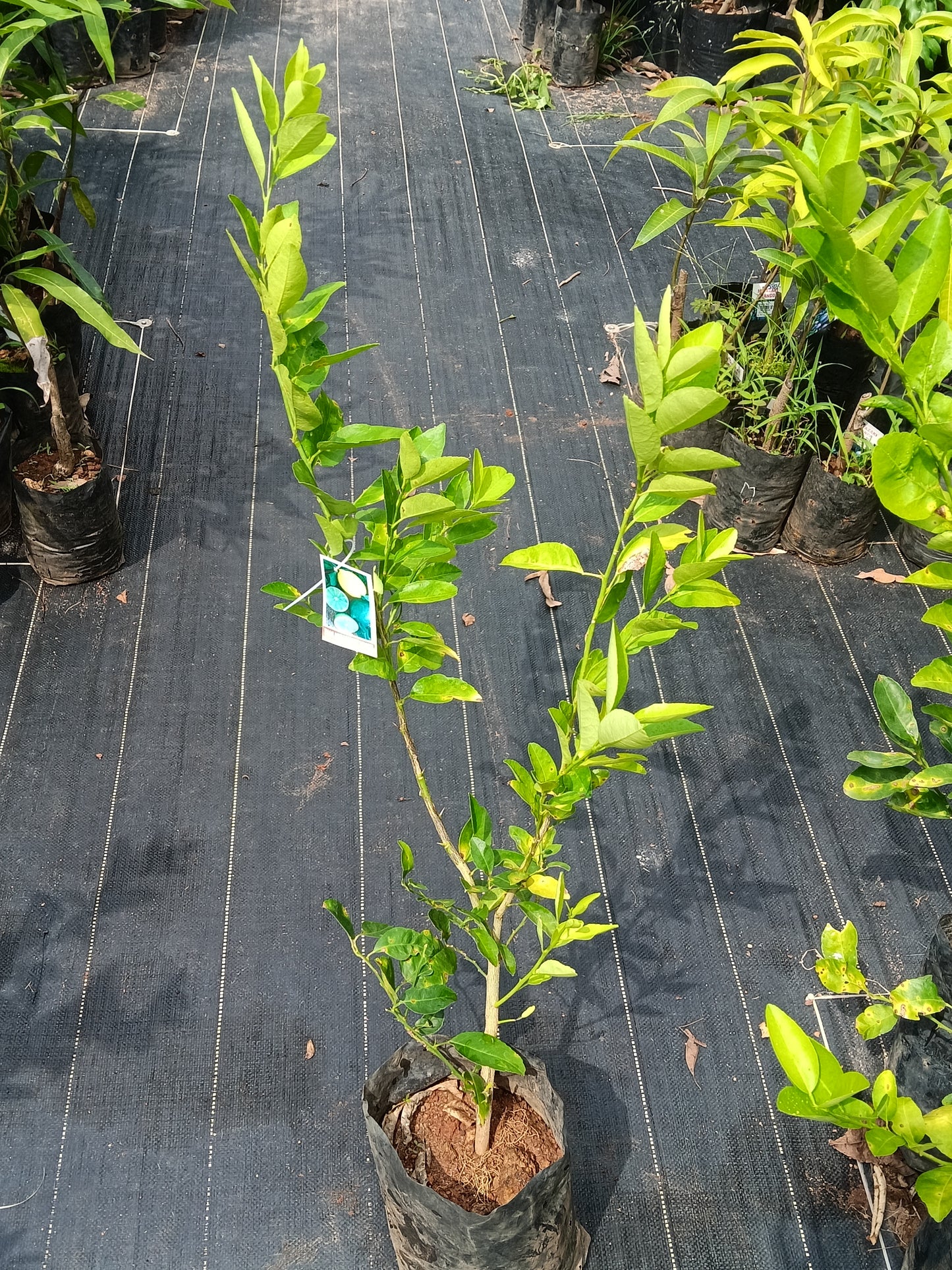 Thailand Market Lemon Lemon Fruit Plant