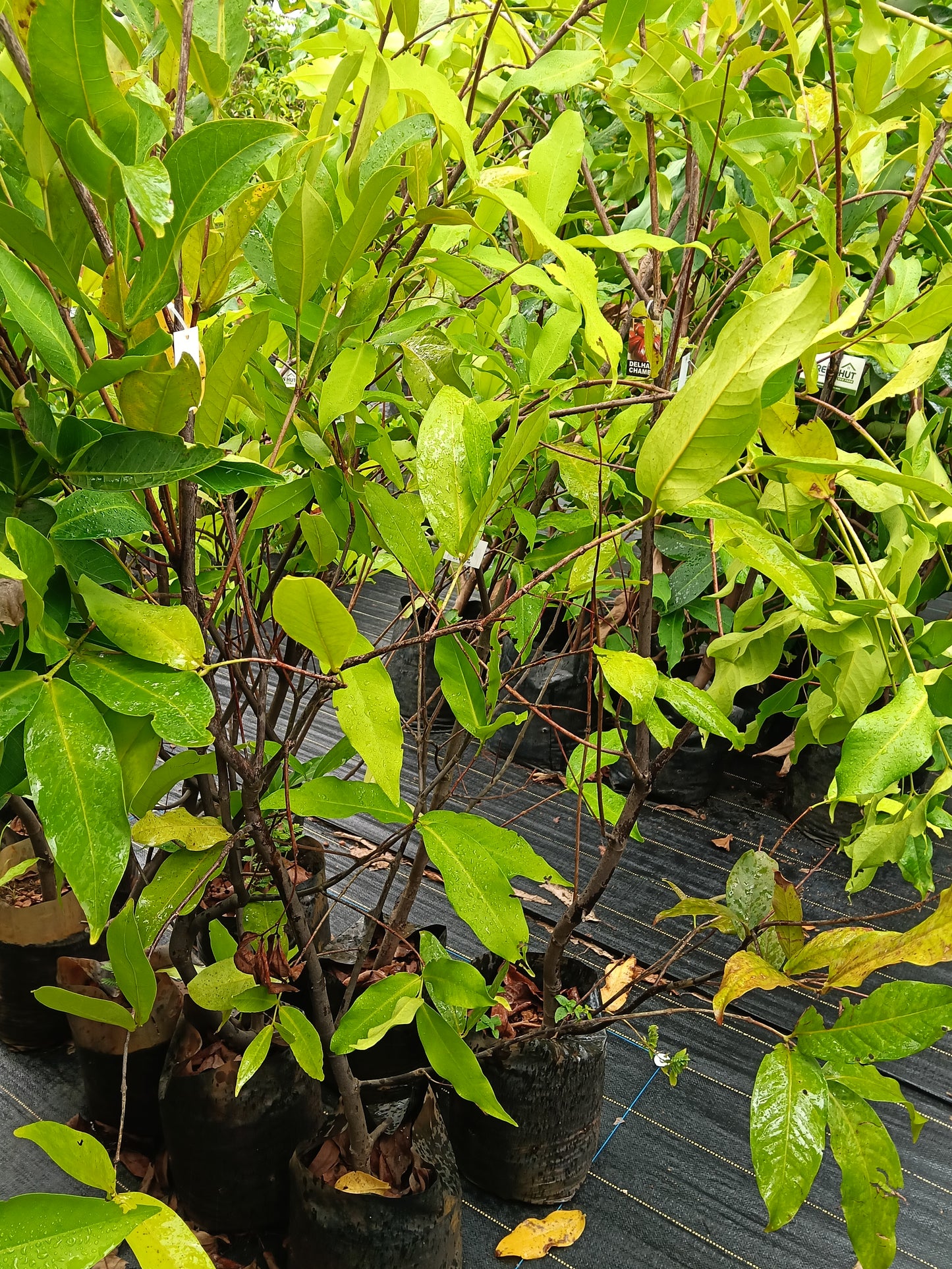 Delhari Chamba Chamba Fruit Plant