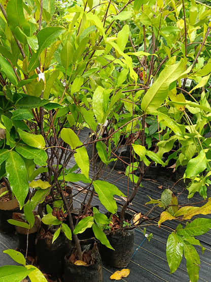 Delhari Chamba Chamba Fruit Plant