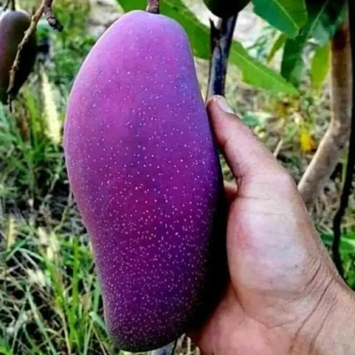 Blue Mango Grafted Fruit Plant