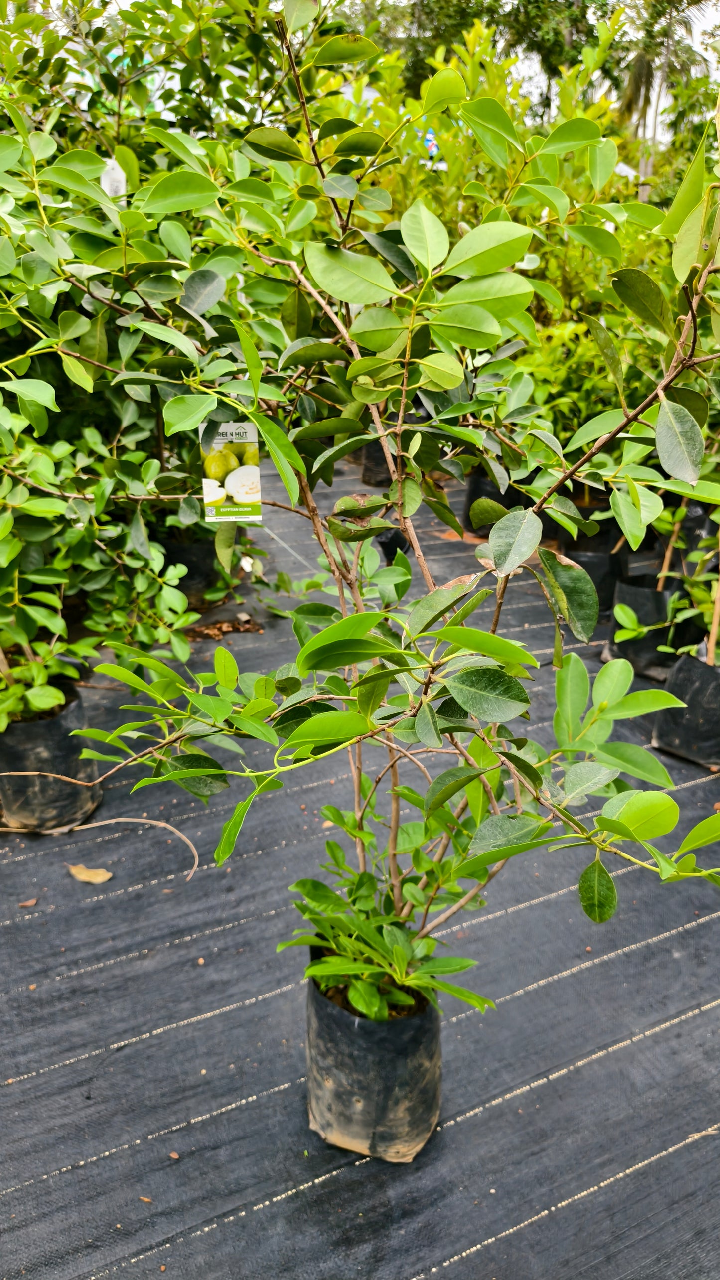 Egyptian Guava Fruit Plant