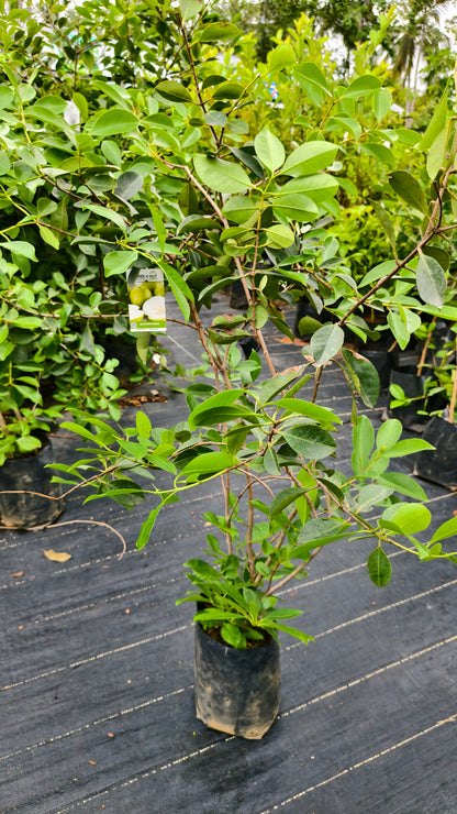 Egyptian Guava Fruit Plant