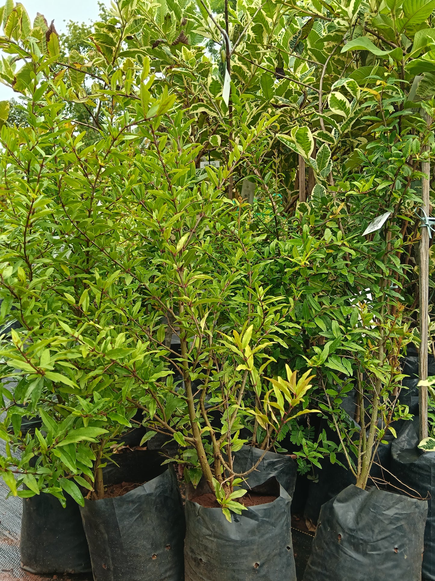 Pomegranate Fruit Plant