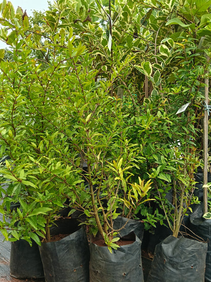 Pomegranate Fruit Plant