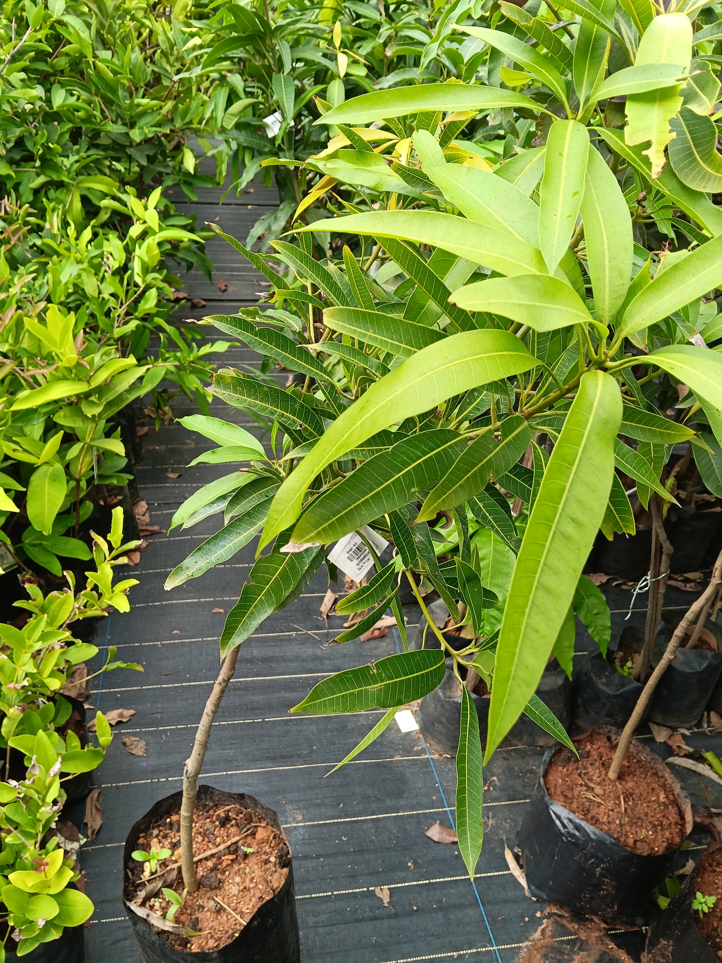 Suvarnarekha Mango Grafted Fruit Plant