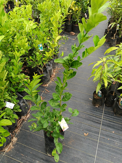 Seedless Lemon Fruit Plant