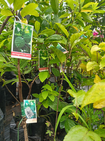 Custard Apple Fruit Plant
