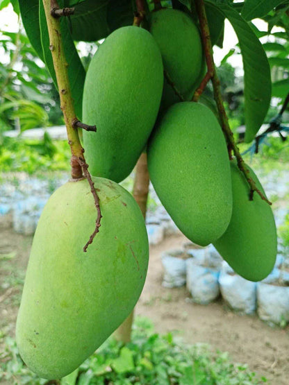 Sweet Katimon Mango Grafted Fruit Plant