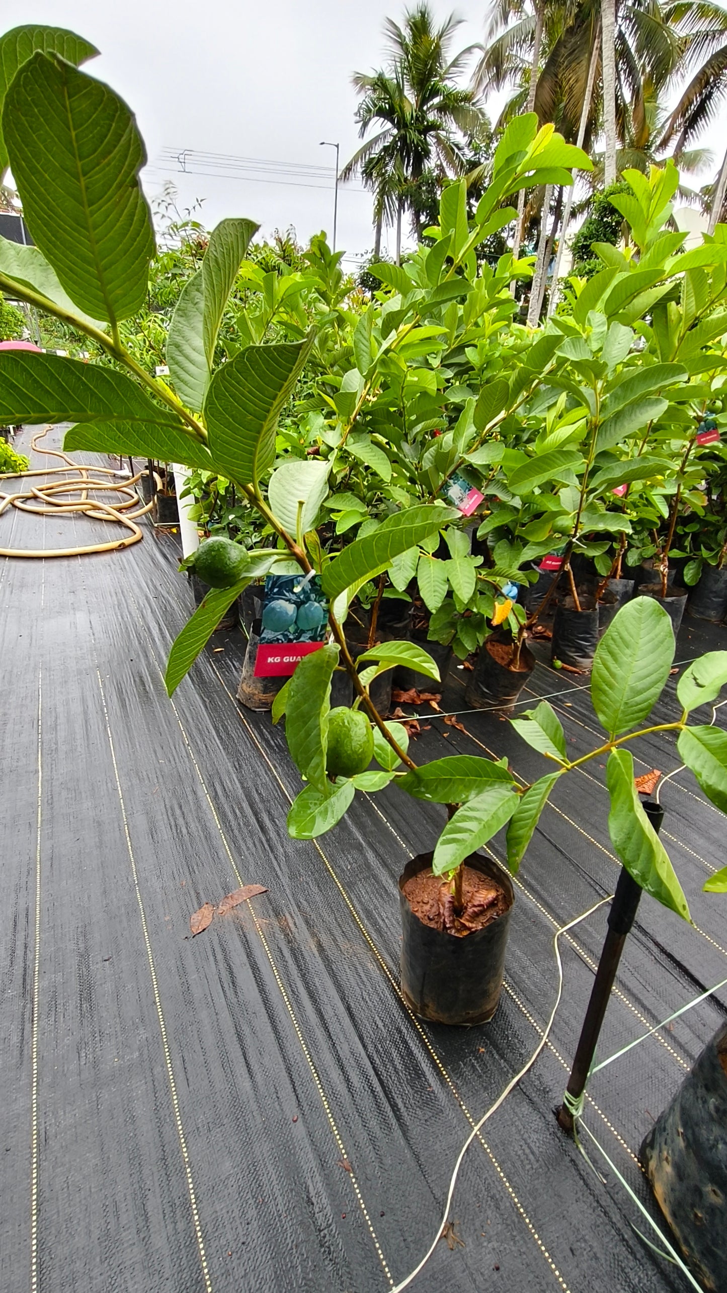 KG Guava Fruit Plant